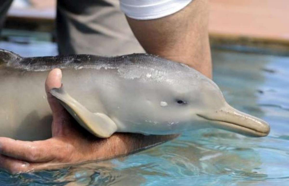 Sauver les bébés dauphins